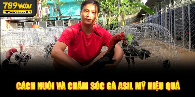 Cách nuôi và chăm sóc gà Asil Mỹ hiệu quả