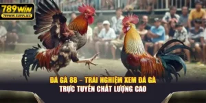 Đá Gà 88 – Trải Nghiệm Xem Đá Gà Trực Tuyến Chất Lượng Cao