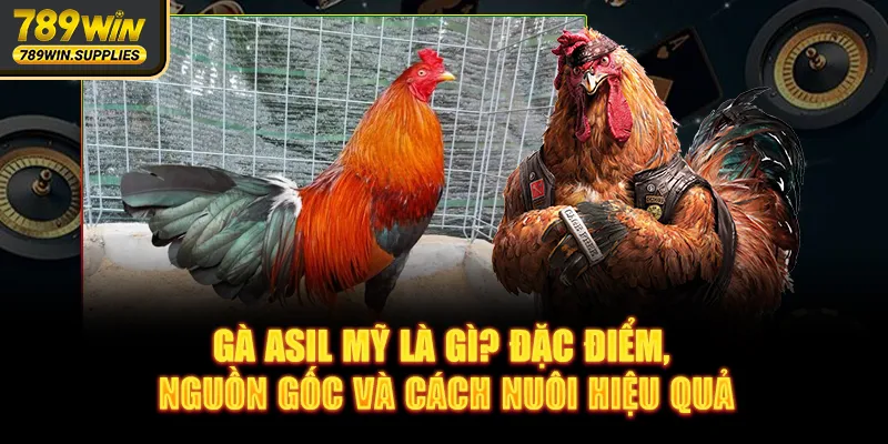 Gà Asil Mỹ Là Gì? Đặc Điểm, Nguồn Gốc Và Cách Nuôi Hiệu Quả