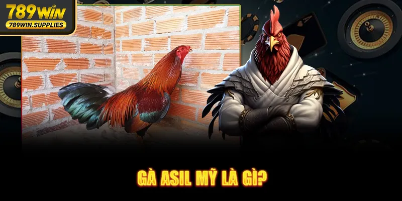 Gà Asil Mỹ là gì?