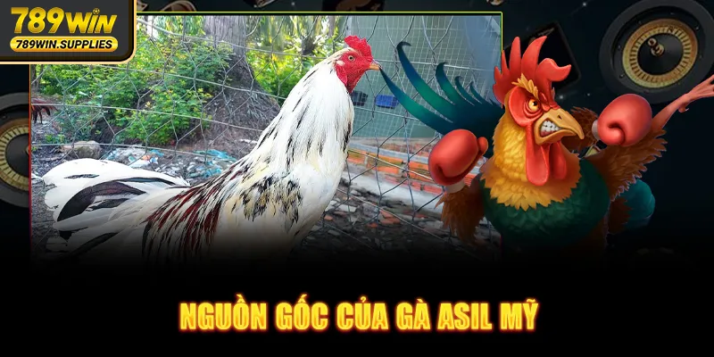 Nguồn gốc của gà Asil Mỹ