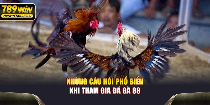 Những câu hỏi phổ biến khi tham gia đá gà 88