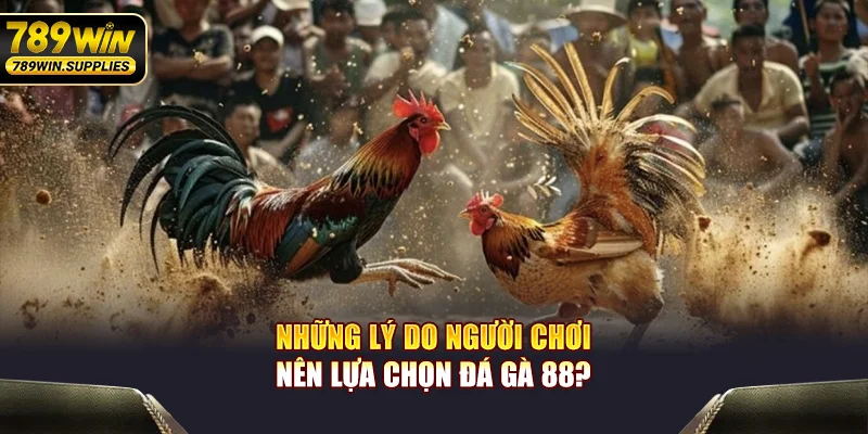 Những lý do người chơi nên lựa chọn đá gà 88?