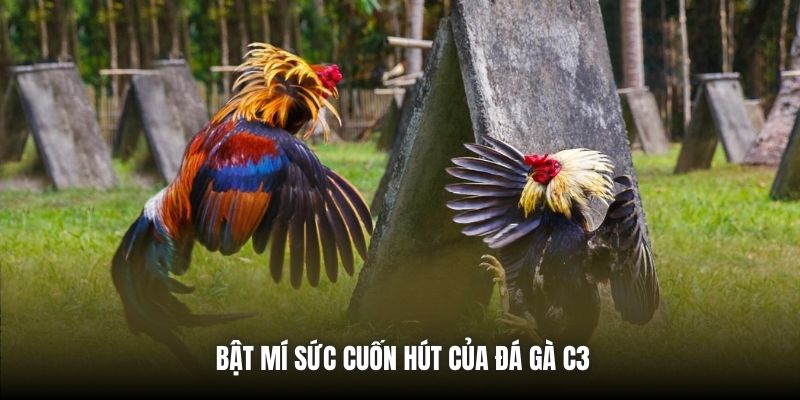 Bật mí sức cuốn hút của đá gà C3