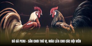 Đá Gà Peru - Sân Chơi Thú Vị, Máu Lửa Cho Các Hội Viên