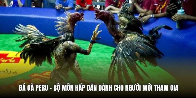 Đá Gà Peru - Bộ môn hấp dẫn dành cho người mới tham gia