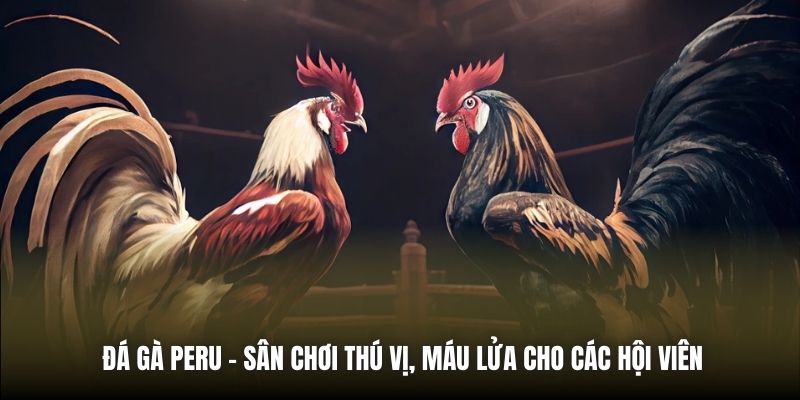 Đá Gà Peru - Sân Chơi Thú Vị, Máu Lửa Cho Các Hội Viên