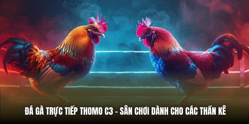 Đá Gà Trực Tiếp Thomo C3 - Sân Chơi Dành Cho Các Thần Kê