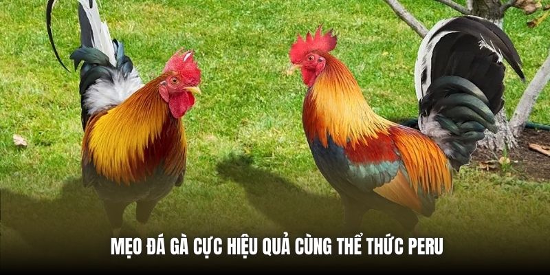 Mẹo đá gà cực hiệu quả cùng thể thức Peru