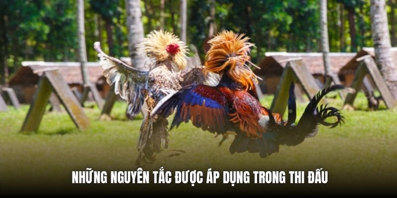 Những nguyên tắc được áp dụng trong thi đấu