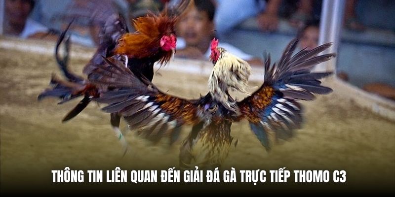 Thông tin liên quan đến giải đá gà trực tiếp Thomo C3
