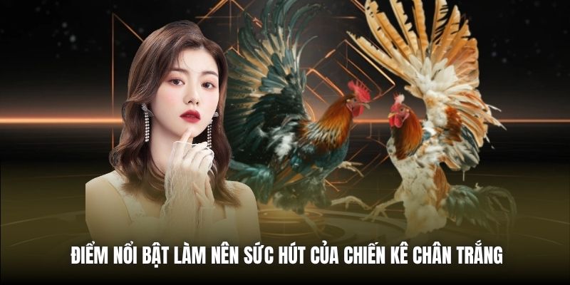 Điểm nổi bật làm nên sức hút của chiến kê chân trắng