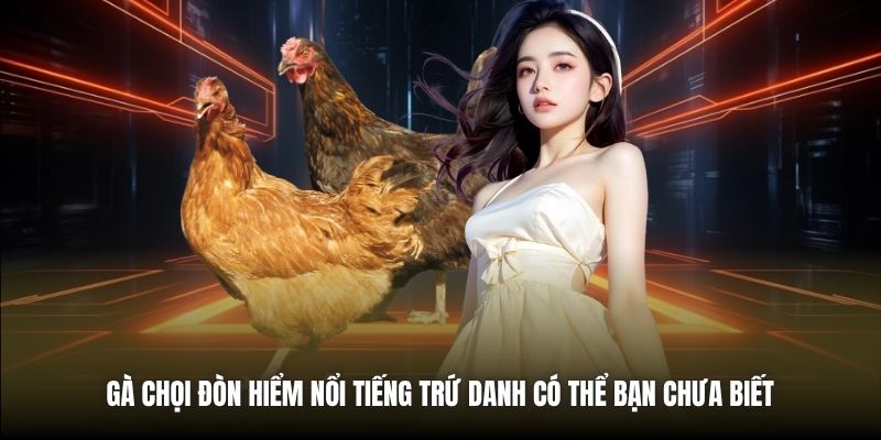Gà chọi đòn hiểm nổi tiếng trứ danh có thể bạn chưa biết