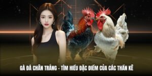 Gà Đá Chân Trắng - Tìm Hiểu Đặc Điểm Của Các Thần Kê
