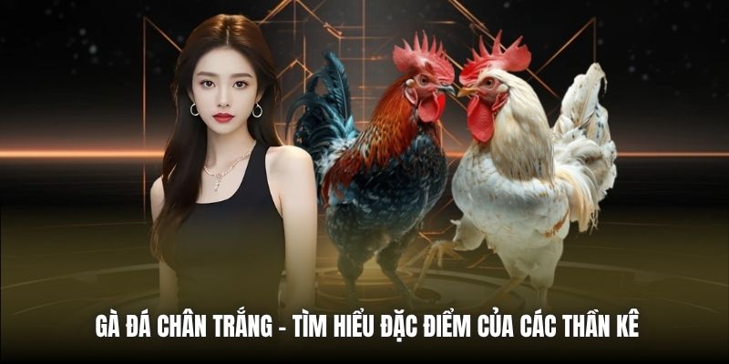 Gà Đá Chân Trắng - Tìm Hiểu Đặc Điểm Của Các Thần Kê