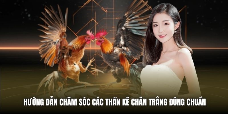 Hướng dẫn chăm sóc các thần kê chân trắng đúng chuẩn