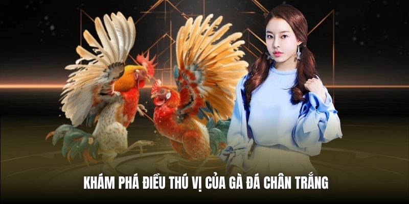 Khám phá điều thú vị của gà đá chân trắng